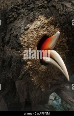 Rinoceronte femminile (rinoceronte di Buceros) con solo il becco che sbircia fuori dalla cavità di nidificazione durante la deposizione delle uova, è stato aperto il Museo di storia naturale Foto Stock