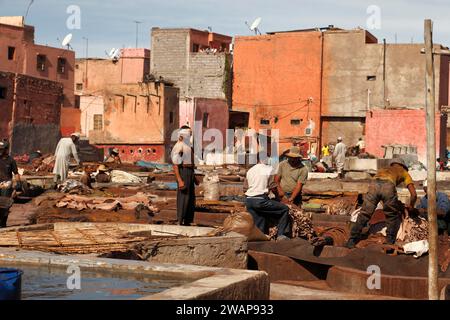 Conceria tradizionale con tintoria per pelli di animali, Marrakech, Marocco, Africa Foto Stock