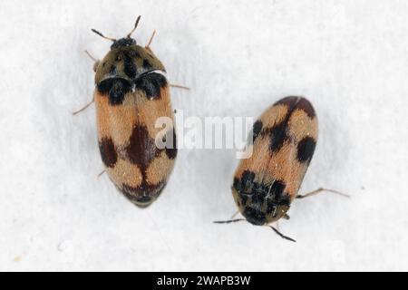 Attagenus bifasciatus, Carpet Beetle. Gli scarabei e le larve si nutrono di prodotti alimentari e rifiuti. Maschio e femmina. Foto Stock