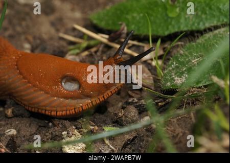 Primo piano naturale sulla grande slug rossa europea, Arion rufus a terra Foto Stock