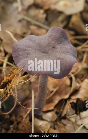 Primo piano naturale su un fungo ingannatore di ametista, Laccaria amethystina Foto Stock