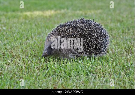 Primo piano dettagliato su un riccio comune europeo giovanile, Erinaceus europaeus Foto Stock