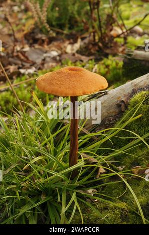 Primo piano verticale naturale su un gruppo di funghi emergenti commestibili color arancio Scurfy Deceiver, Laccaria proxima Foto Stock