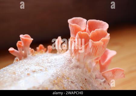 Primo piano sui funghi immaturi di ostriche rosa che crescono da Mycelium Foto Stock