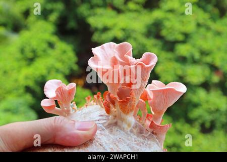 Mano che regge un Mycelium dei funghi immaturi di ostrica rosa Foto Stock