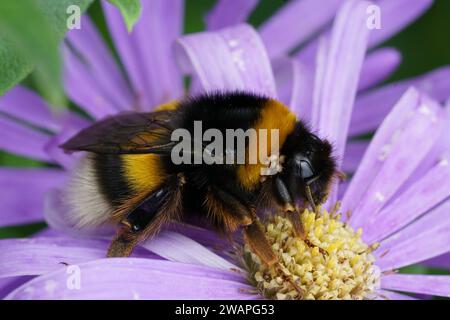 Primo piano naturale su un peloso colorato bumblebee dalla coda di rondine, Bombus terrestre su un aster blu in autunno Foto Stock