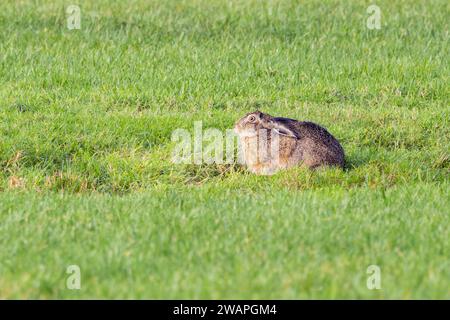 Primo piano di una lepre o lepre europea, Lepus europaeus, che foraging in habitat naturale con occhi luminosi e attitudine attenta Foto Stock