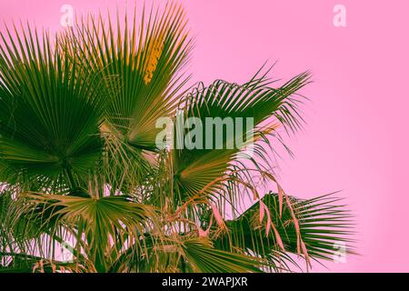 Foglie di palma su sfondo rosa. Sfondo naturale tropicale Foto Stock