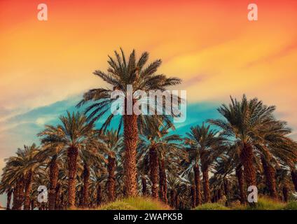 Piantagione di palme da dattero. Una fila di palme tropicali contro il cielo del tramonto Foto Stock