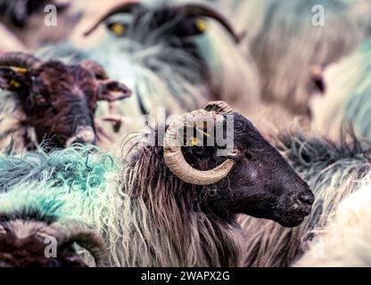 Un gregge di pecore in un campo Foto Stock