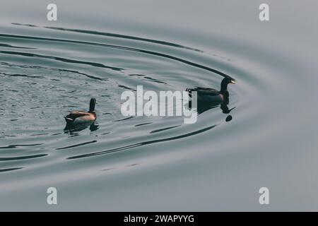 Due piccole anatre che nuotano in un lago. Foto Stock