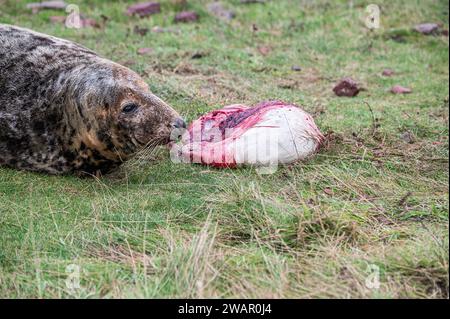 Foca grigia femmina e ancora nato cucciolo di erba a St Abbs Head, Scozia, Regno Unito Foto Stock
