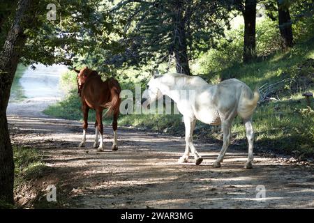 cavalli liberi nel bosco Foto Stock