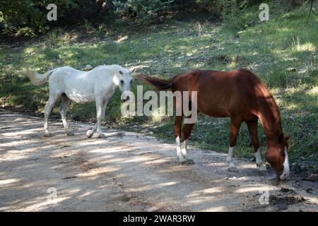 cavalli liberi nel bosco Foto Stock