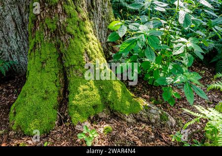 Tronco spesso con radici mossy Foto Stock