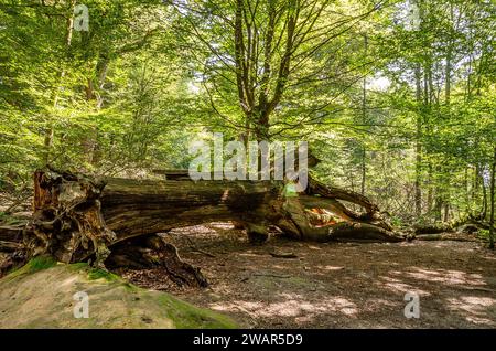 Vecchio tronco di alberi caduti, foresta primordiale Sababurg - Germania Foto Stock