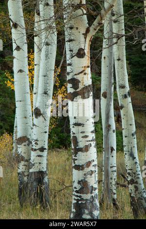 Vacilla aspen tronchi, Targhee National Forest, Idaho Foto Stock