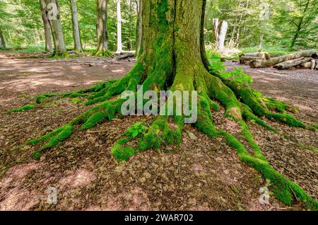 Urwald Sababurg - Baumstamm mit bemoostem Wurzelwerk, Hessen, Deutschland Foto Stock