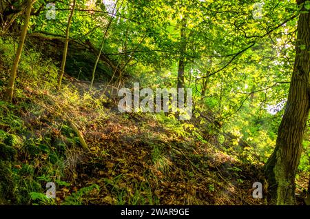 Sezione di foresta leggera su un pendio con bosco morto vicino al sentiero per il castello di Wartburg a Eisenach, Turingia, Germania Foto Stock