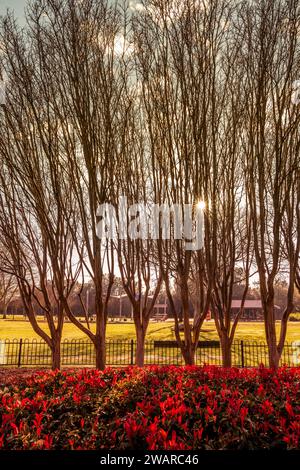 Un vibrante ambiente esterno caratterizzato da quattro alberi, erba lussureggiante e fiori luminosi piantati lungo una recinzione di legno Foto Stock