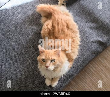 gatto giallo sdraiato su un divano Foto Stock