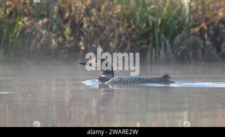 Loon comune che nuota su un fiume Foto Stock