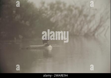 Loon comune che nuota su un fiume Foto Stock