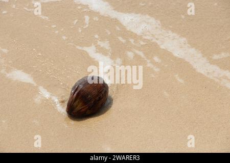 Una splendida spiaggia tropicale con una sola buccia di cocco che riposa nella sabbia ai margini del litorale Foto Stock