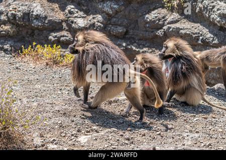 Gelada Baboon (Theropithecus gelada) coppia di accoppiamento nei Monti Simien, Etiopia Foto Stock