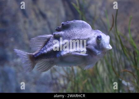 Il Cyclopterus lumpus, il lumpsucker o lumpfish, è una specie di pesci marini della famiglia dei Cyclopteridae (lumpsuckers) Foto Stock