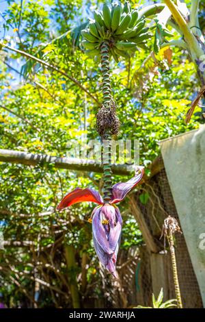 Fiori di banana nel giardino botanico, fotografie di stock Foto Stock