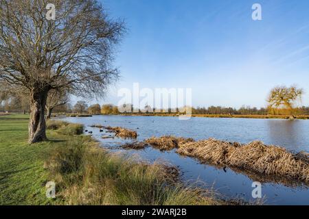 Coots nidificano i siti nell'erba lunga e nelle canne Foto Stock