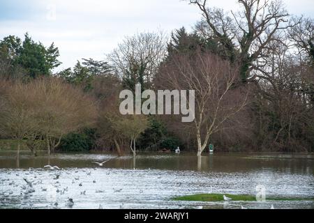 Datchet, Berkshire, Regno Unito. 6 gennaio 2024. Il Datchet Golf Club di Datchet, Berkshire, è allagato. Il corso è vicino al Tamigi, dove il livello dell'acqua continua a salire. Il Tamigi ha fatto irruzione sulle sue sponde e un allarme alluvione rimane in atto per Datchet. Credito: Maureen McLean/Alamy Live News Foto Stock