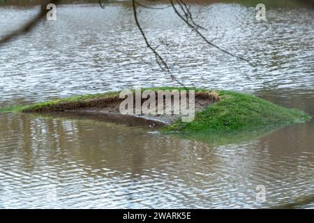 Datchet, Berkshire, Regno Unito. 6 gennaio 2024. Il Datchet Golf Club di Datchet, Berkshire, è allagato. Il corso è vicino al Tamigi, dove il livello dell'acqua continua a salire. Il Tamigi ha fatto irruzione sulle sue sponde e un allarme alluvione rimane in atto per Datchet. Credito: Maureen McLean/Alamy Live News Foto Stock