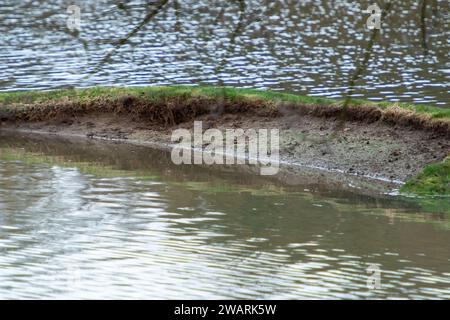 Datchet, Berkshire, Regno Unito. 6 gennaio 2024. Il Datchet Golf Club di Datchet, Berkshire, è allagato. Il corso è vicino al Tamigi, dove il livello dell'acqua continua a salire. Il Tamigi ha fatto irruzione sulle sue sponde e un allarme alluvione rimane in atto per Datchet. Credito: Maureen McLean/Alamy Live News Foto Stock