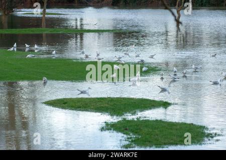 Datchet, Berkshire, Regno Unito. 6 gennaio 2024. Il Datchet Golf Club di Datchet, Berkshire, è allagato. Il corso è vicino al Tamigi, dove il livello dell'acqua continua a salire. Il Tamigi ha fatto irruzione sulle sue sponde e un allarme alluvione rimane in atto per Datchet. Credito: Maureen McLean/Alamy Live News Foto Stock