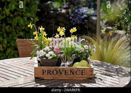 Disposizione primaverile con narcisi e margherite su un tavolo in legno nel giardino Foto Stock