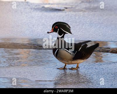 Maschio Wood Duck su un lago ghiacciato Foto Stock