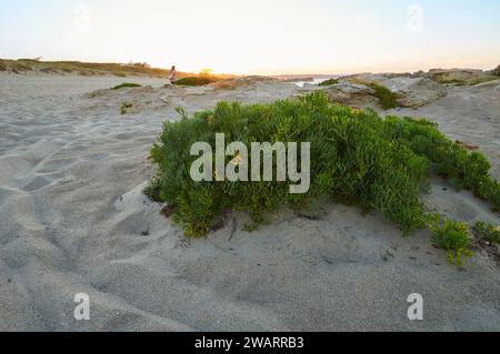 Stabilimento di samphire roccioso (Crithmum maritimum) nella spiaggia di Ses Platgetes (es Caló, Formentera, Isole Pityusic, Isole Baleari, Mar Mediterraneo, Spagna) Foto Stock