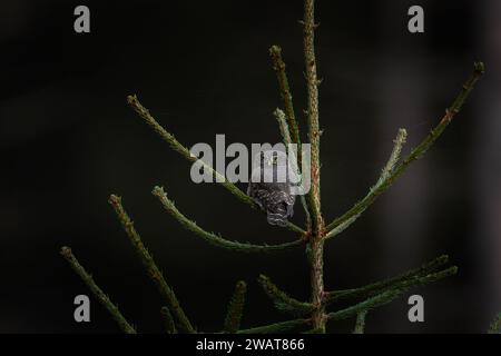 Il gufo pigmeo è seduto sul ramo durante la caccia. Owl nella foresta autunnale. La natura in Europa. Foto Stock