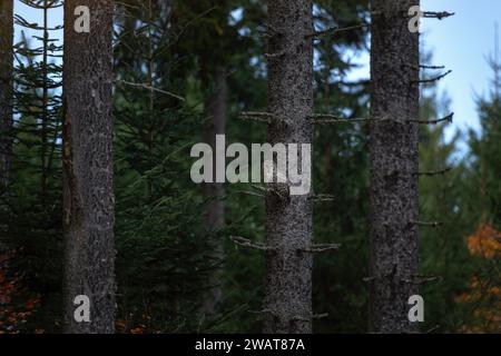 Il raro gufo degli urali è seduto sul ramo durante la caccia. Owl nella foresta autunnale. La natura in Europa. Foto Stock