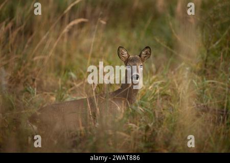 Roe Deer che guarda verso di me. La natura in Europa. Cervo senza corna. Foto Stock