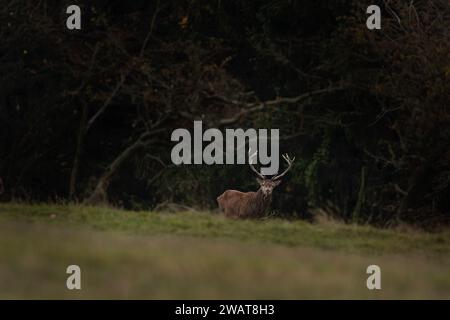 Cervo rosso durante l'ora di taglio. Maschio di cervo sul prato. Mandria di cervi nelle montagne. Foto Stock