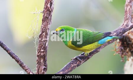 Clorofonia dalle cime blu, colorato uccello tropicale della Colombia Foto Stock