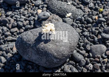Terra coperta da piccoli ciottoli vulcanici neri. Parecchie grandi. Su uno di loro pezzo bianco di corallo. Sole brillante. Lanzarote, Isole Canarie, Spagna. Foto Stock