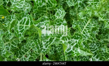 Un'immagine ravvicinata di una vivace gamma di foglie con foglie verdi profonde Foto Stock