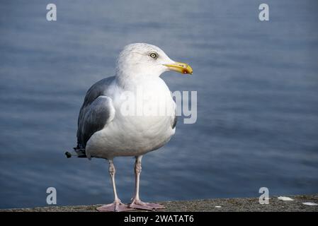 Un primo piano di un giovane gabbiano curioso. Foto Stock