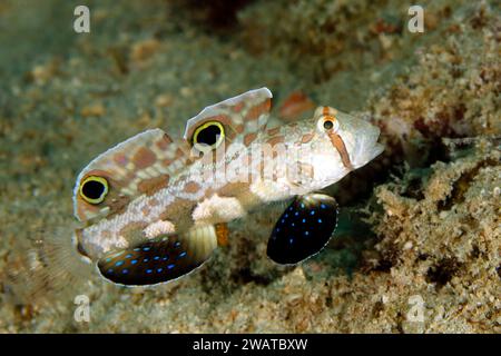 Goby a due posti (Signigobius biocellatus, alias Crab-eyed Goby). Triton Bay, Papua Occidentale, Indonesia Foto Stock