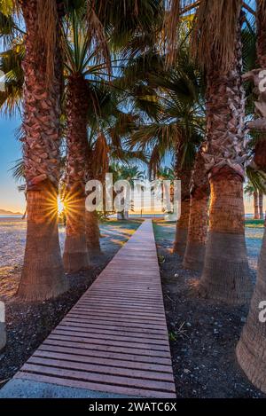 Passerella fiancheggiata da palme che dà accesso alla spiaggia Poniente di Motril, Costa Tropical de Granada. Foto Stock