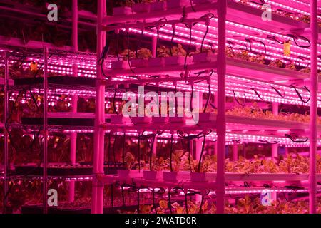 Piccola azienda agricola, micro vegetazione che cresce di lattuga sotto lampade LED rosa. Azienda verticale Foto Stock